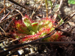 Drosera trinervia