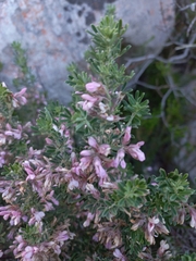 Indigofera brachystachya