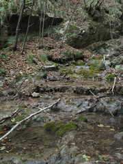 Salamandrina perspicillata