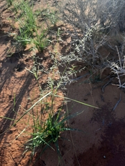 Sporobolus cryptandrus