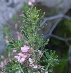 Indigofera brachystachya