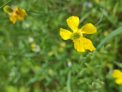 Ranunculus illyricus