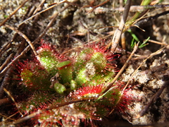 Drosera trinervia