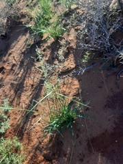 Sporobolus cryptandrus