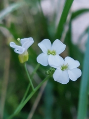 Arabidopsis arenosa