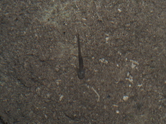 Salamandrina perspicillata