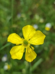 Ranunculus illyricus
