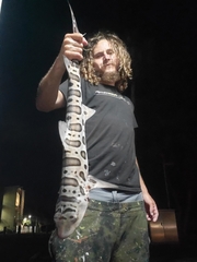 Triakis semifasciata