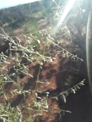 Sporobolus cryptandrus