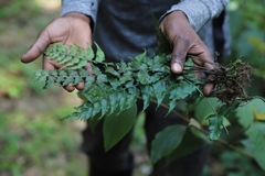 Asplenium friesiorum