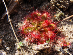Drosera trinervia