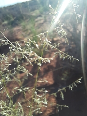 Sporobolus cryptandrus