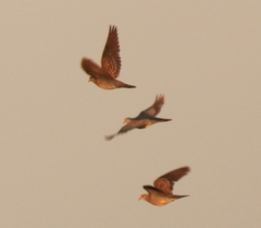 Streptopelia orientalis