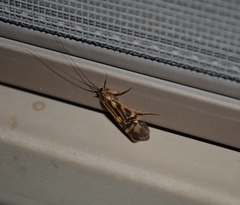 Macrostemum zebratum