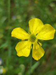 Ranunculus illyricus