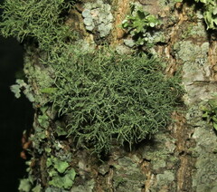 Usnea strigosa