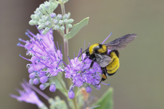 Bombus sonorus
