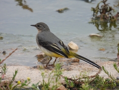 Motacilla cinerea
