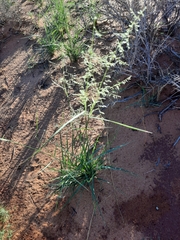 Sporobolus cryptandrus