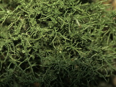 Usnea strigosa