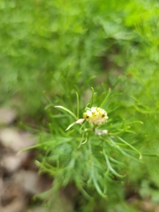 Adonis vernalis