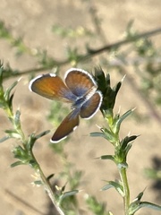 Brephidium exilis