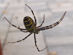 Argiope bruennichi
