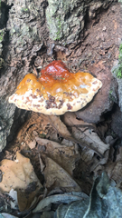 Ganoderma