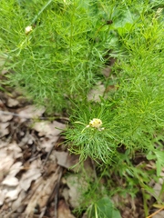 Adonis vernalis