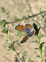 Brephidium exilis