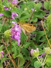 Hylephila phyleus