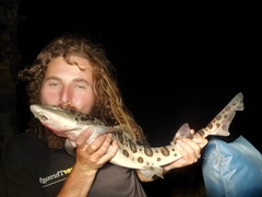 Triakis semifasciata