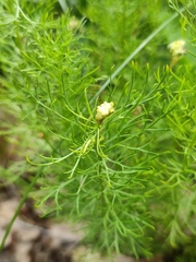 Adonis vernalis