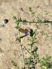 Brephidium exilis