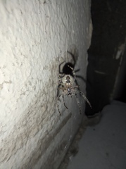 Larinioides ixobolus