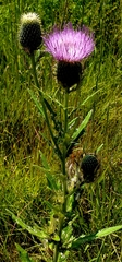 Cirsium altissimum
