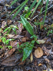 Eulophia maculata