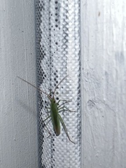 Trigonotylus caelestialium