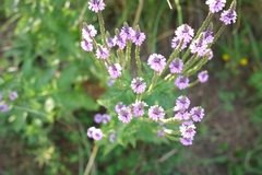 Verbena