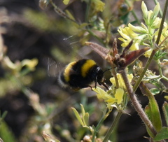 Bombus lucorum