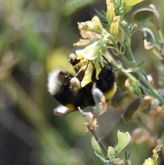Bombus lucorum