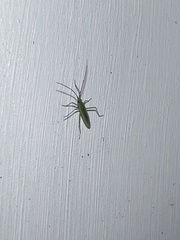 Trigonotylus caelestialium