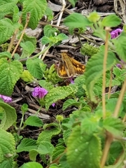 Hylephila phyleus