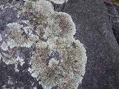 Xanthoparmelia stenophylla