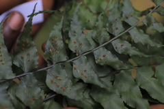 Asplenium friesiorum