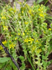 Sedum acre