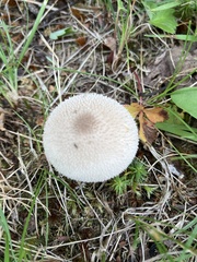 Lycoperdon