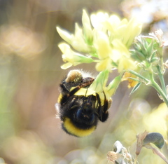Bombus lucorum