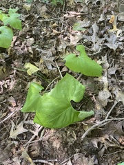 Nabalus serpentarius