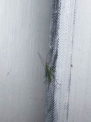 Trigonotylus caelestialium